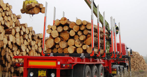 seeing the wood for the trees